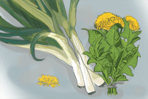 leeks, dendelion, shadows